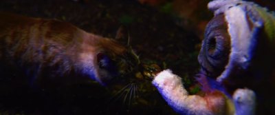 Новое видео Mastodon